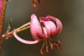 Lilium martagon